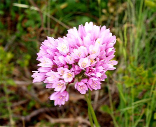 Allium roseum b