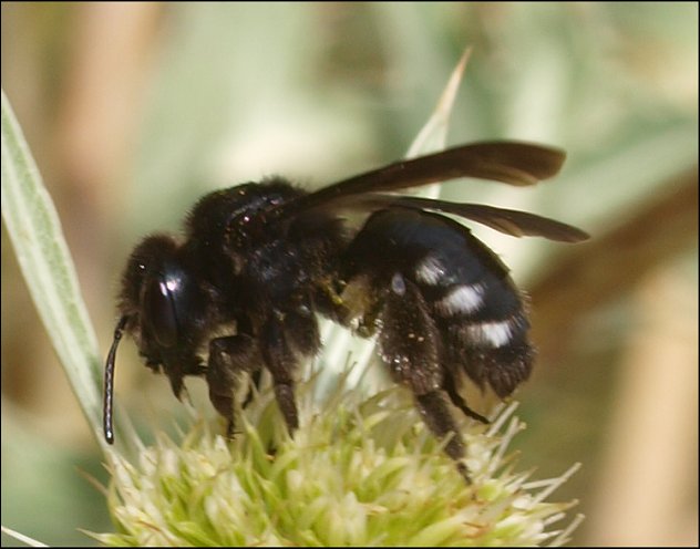 Andrena albopunctata 1