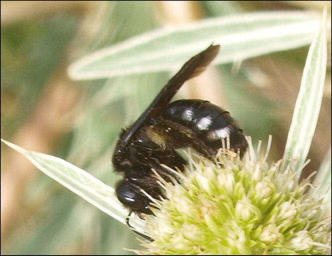 Andrena albopunctata 2