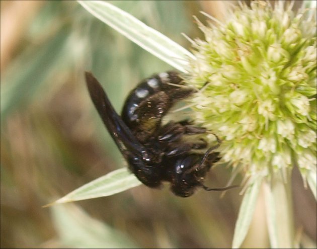 Andrena albopunctata 3