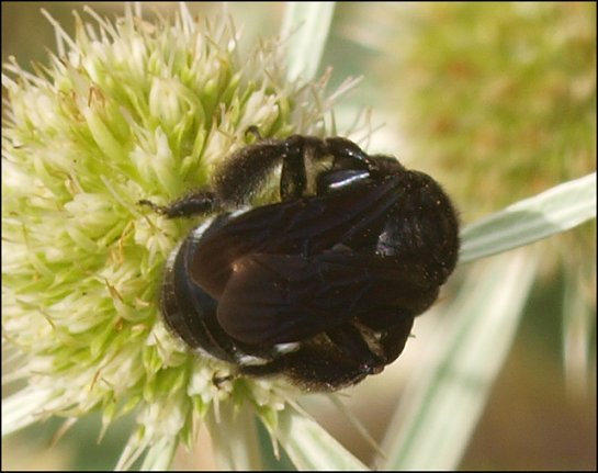 Andrena albopunctata 5