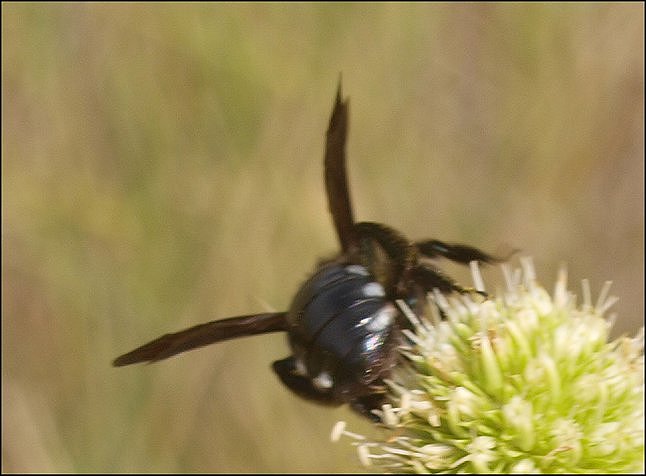 Andrena albopunctata 6