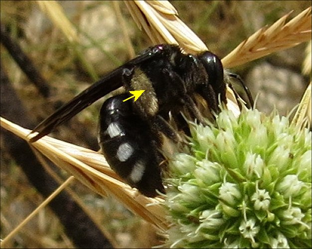 Andrena albopunctata 7