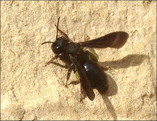 Andrena carbonaria 1
