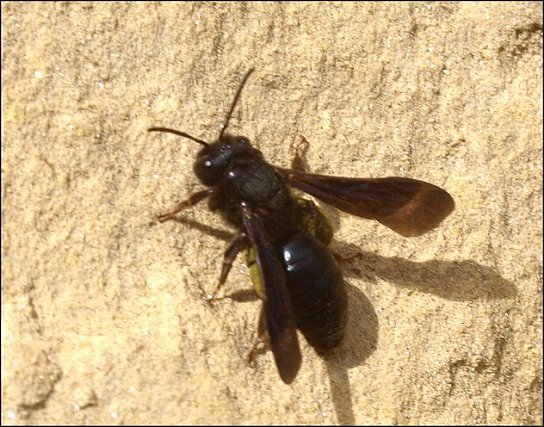 Andrena carbonaria 2