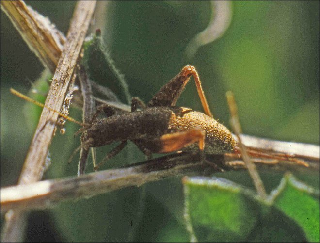 Arachnocephalus 2