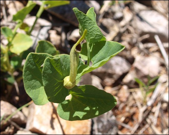 Aristolochia paucinervis 10