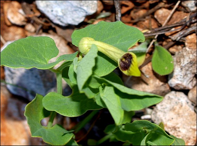 Aristolochia paucinervis 11
