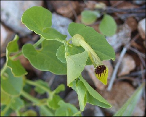 Aristolochia paucinervis 12