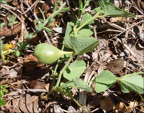 Aristolochia paucinervis 13