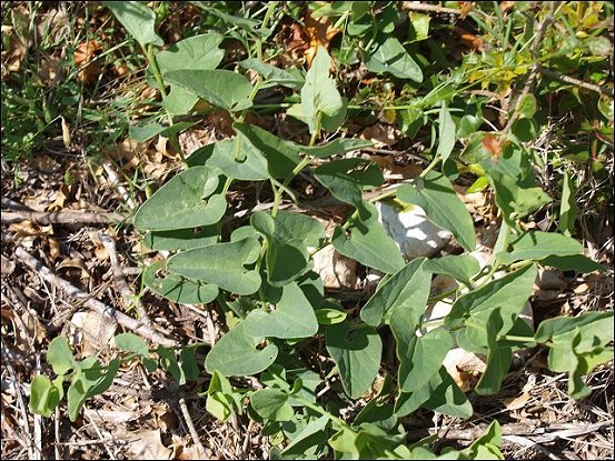Aristolochia paucinervis 15