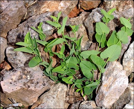 Aristolochia paucinervis 16