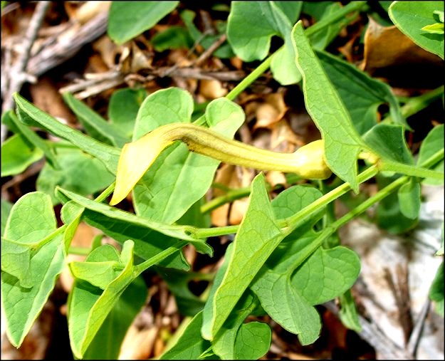 Aristolochia paucinervis 18