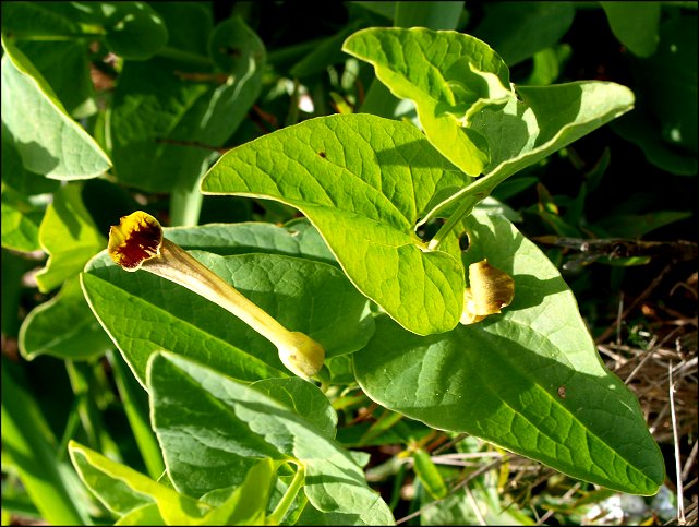 Aristolochia paucinervis 19