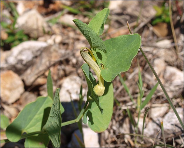 Aristolochia paucinervis 2