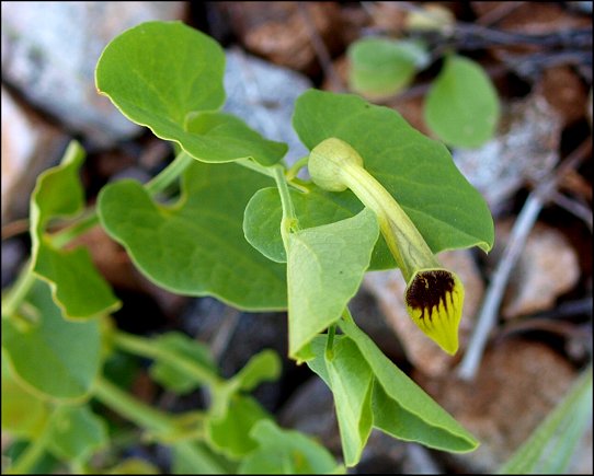 Aristolochia paucinervis 3