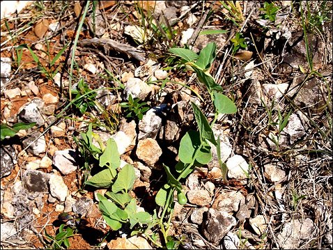 Aristolochia paucinervis 6