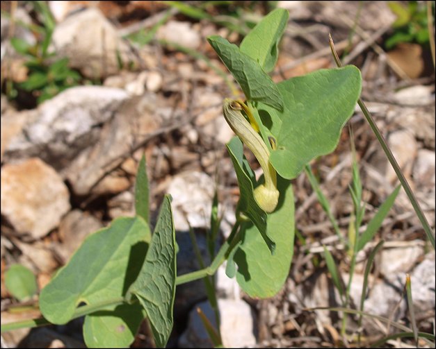 Aristolochia paucinervis 7