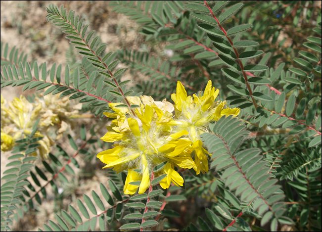 Astragalus alopecuroides 10