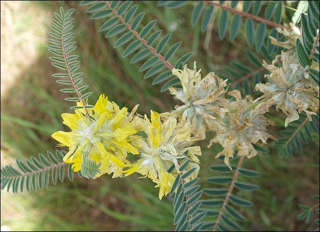 Astragalus alopecuroides 11