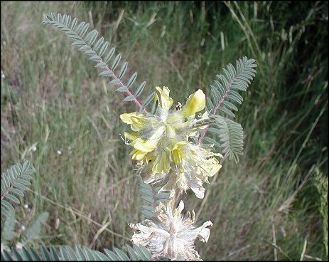 Astragalus alopecuroides 13