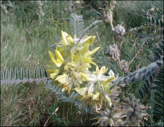Astragalus alopecuroides 14