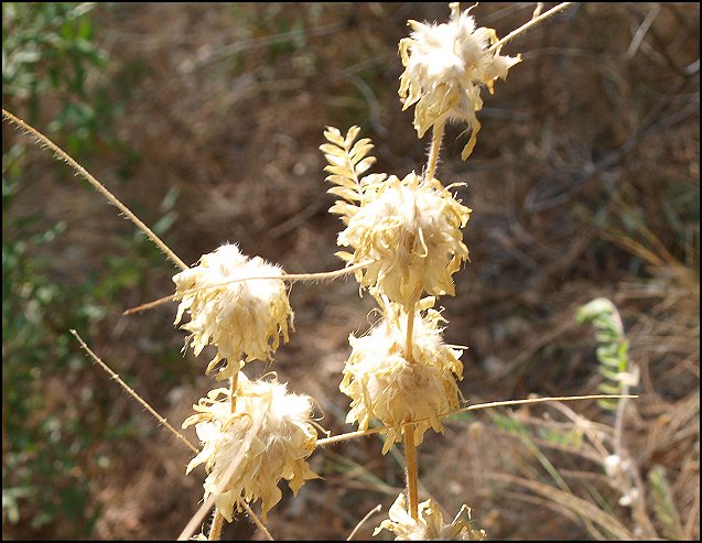 Astragalus alopecuroides 16