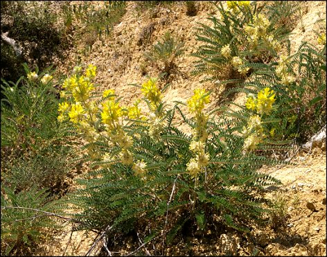 Astragalus alopecuroides 18