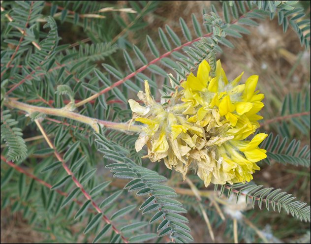 Astragalus alopecuroides 3
