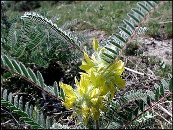 Astragalus alopecuroides 6