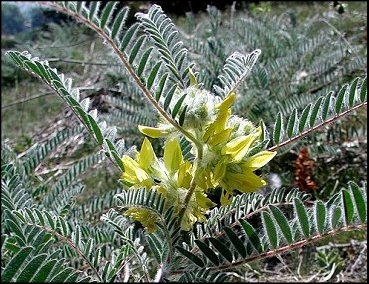 Astragalus alopecuroides 5