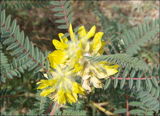 Astragalus alopecuroides 8