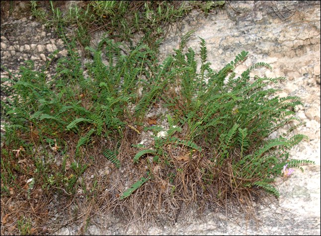Astragalus monspessulanus a