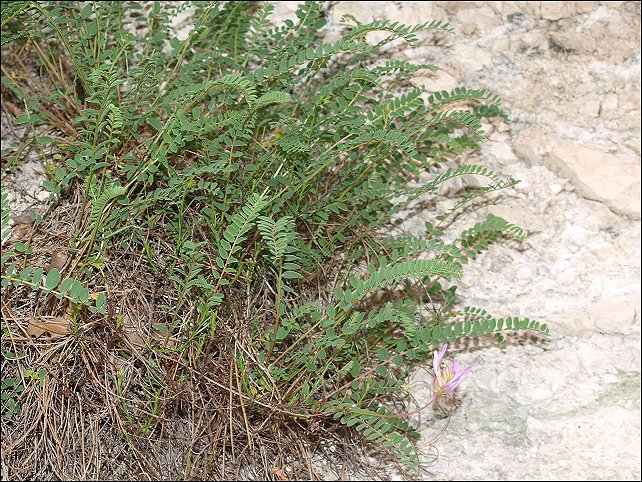 Astragalus monspessulanus b
