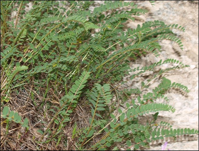 Astragalus monspessulanus c