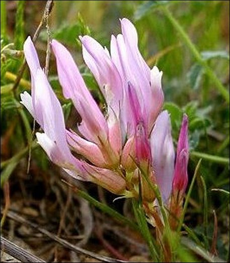 Astragalus monspessulanus d