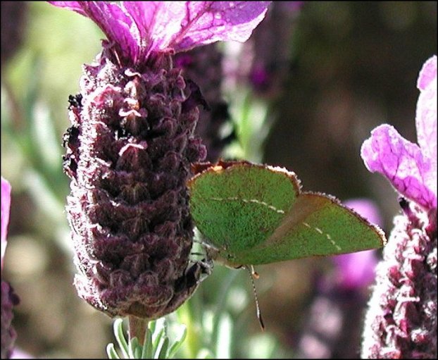 Callophrys avis 4