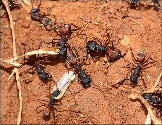 Camponotus cruentatus 4