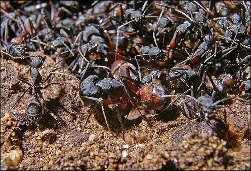 Camponotus cruentatus 5