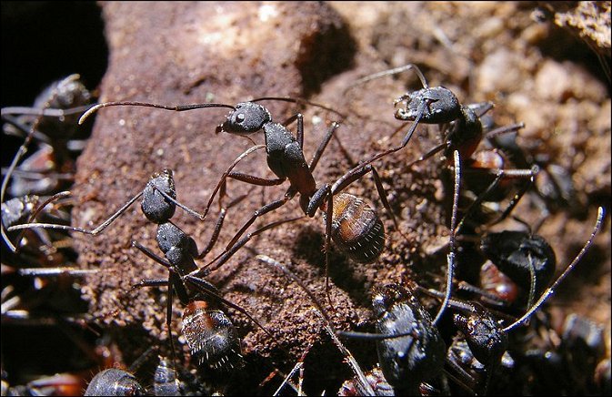 Camponotus cruentatus 6