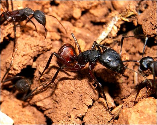 Camponotus cruentatus 10