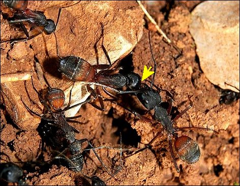 Camponotus cruentatus 11