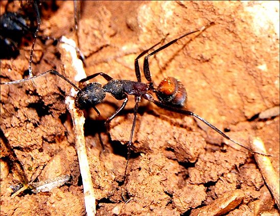 Camponotus cruentatus 8