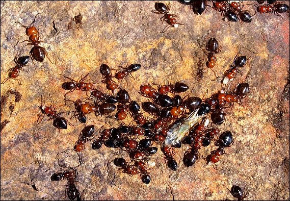 Camponotus lateralis 2