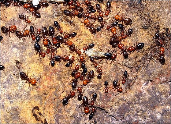 Camponotus lateralis 3