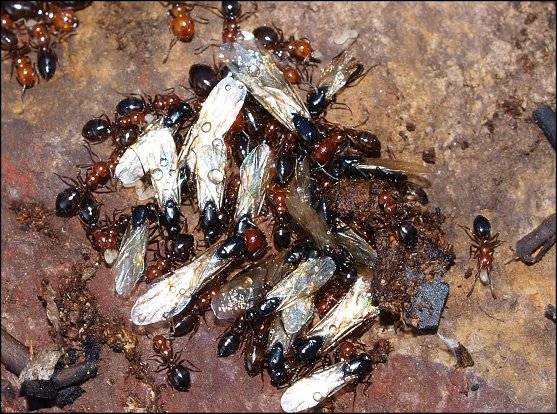 Camponotus lateralis 4