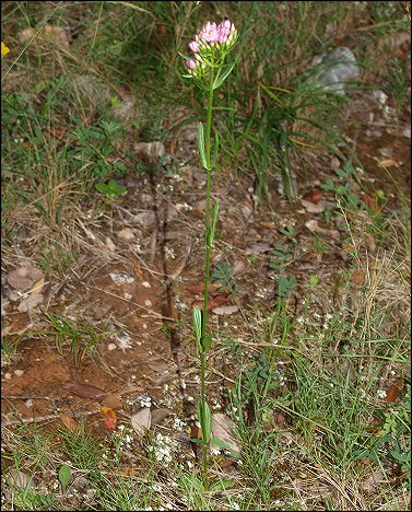 Centaurium erythraea 1