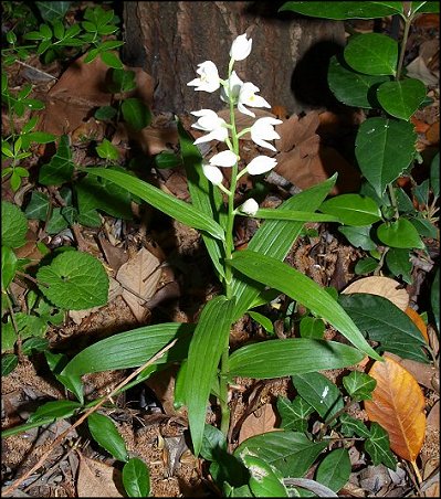 Cephalanthera longifolia 2