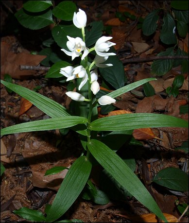 Cephalanthera longifolia 3