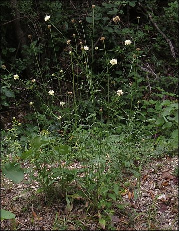 Cephalaria leucantha 1